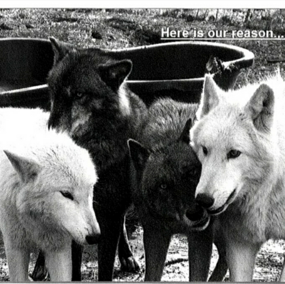 Rescue Updates... - Picture 11 of 13